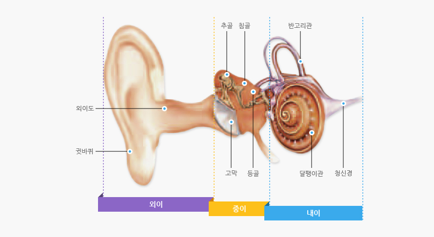 귀의 설명 : 외이부분에는 외이도, 귓바퀴가 있으며 중의에는 고막, 등골, 추골, 침골이 있으며 내이에는 반고리관, 달팽이관, 달팽이관 으로 구성되어 있습니다.